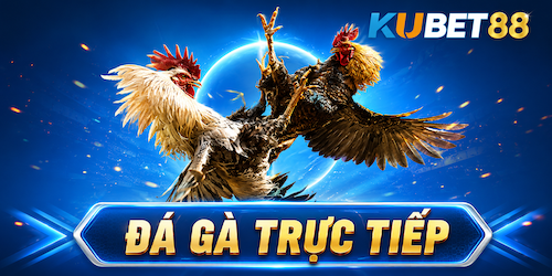 Đá gà trực tiếp